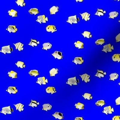 Mask-sized Scatter Butterflyfish on deep blue