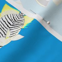  Twelve Butterflyfish Scatter on sea blue