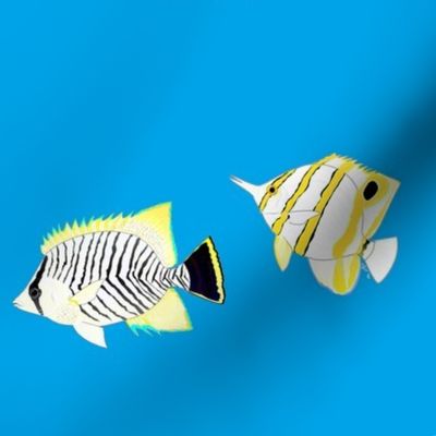  Twelve Butterflyfish Scatter on sea blue