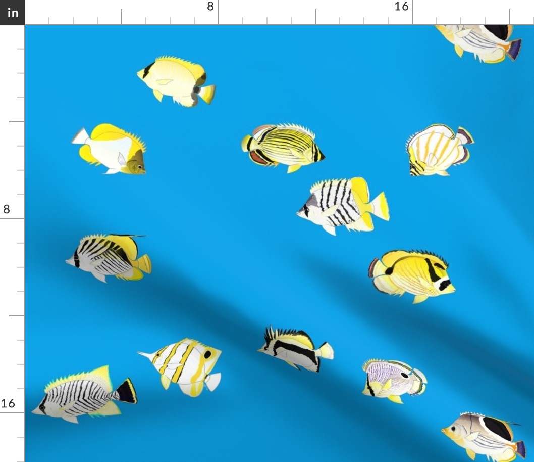  Twelve Butterflyfish Scatter on sea blue