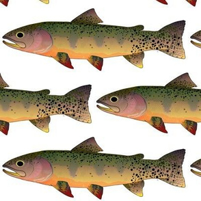 Cutthroat Trout