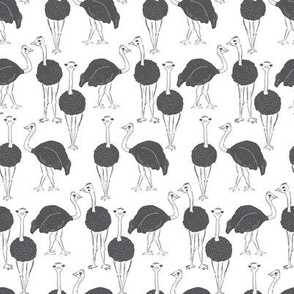 Ostrich Flock