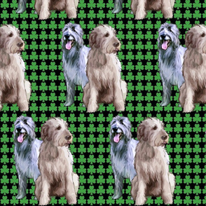 Irish Wolfhounds with shamrocks