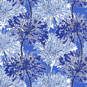 Agapanthus3