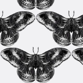 Black & White Mystic Moth on White