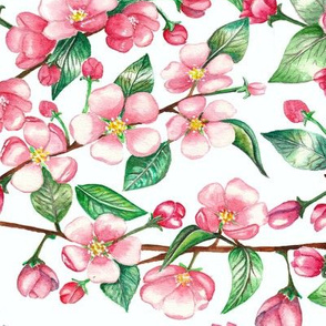Apple  blossom pattern on white