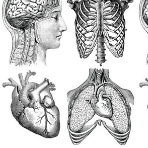 Anatomy Lesson Large repeat