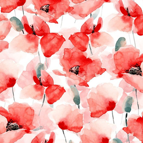 24" Poppy - Hand drawn watercolor poppies on white