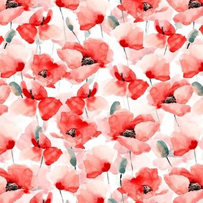 7” Poppy - Hand drawn watercolor poppies on white