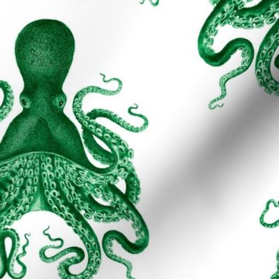 green octopus verrucosus 