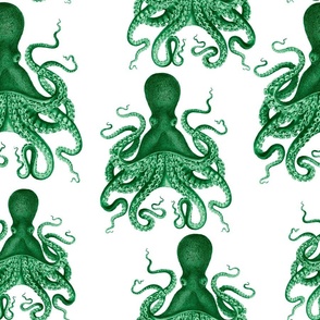 green octopus verrucosus 