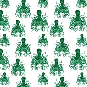 octopus verrucosus  green