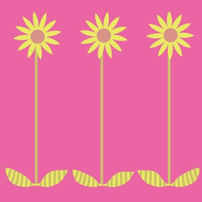 magenta_yellow_daisies