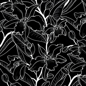 Black and White Orchid -small