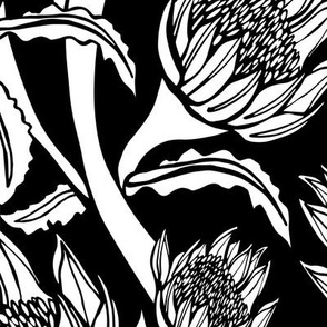 Waratah Rhapsody Black & White