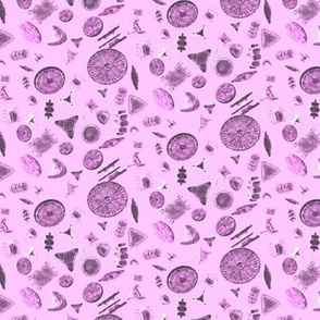 Diatoms - Pink
