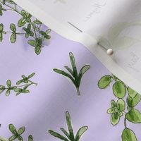 Culinary Herbs in Lavender