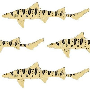 Leopard Shark 2020 