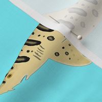 Leopard Shark on light blue