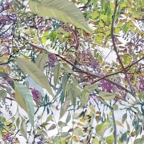 wisteria-buds
