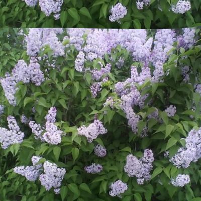 Lilac Bush In The Garden