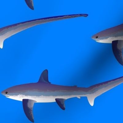 C. Thresher Shark on sea blue