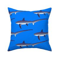 C. Thresher Shark on sea blue