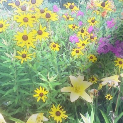 Black-eyed Susan and pink phlox 