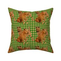 irish_terriers_with_shamrocks