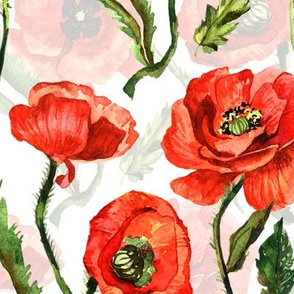 10" Poppies - Hand drawn watercolor poppies on white - double layer