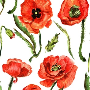 21" Poppies - Hand drawn watercolor poppies on white - single layer