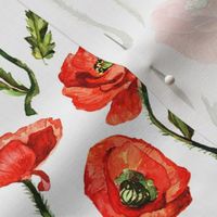 5" Poppies - Hand drawn watercolor poppies on white - single layer