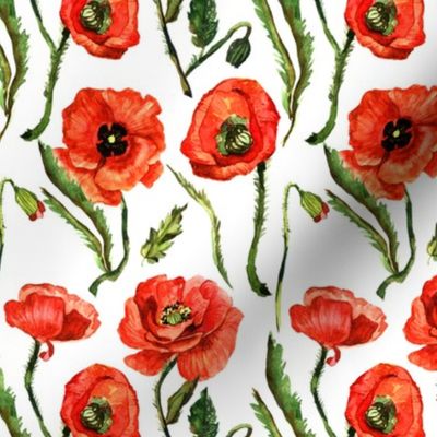 5" Poppies - Hand drawn watercolor poppies on white - single layer