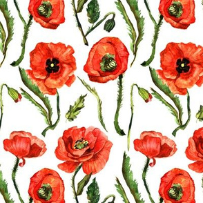 5" Poppies - Hand drawn watercolor poppies on white - single layer