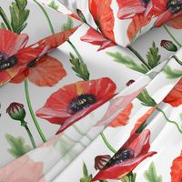 21" Pink And Red Poppies  - Hand drawn watercolor poppies on white - single layer