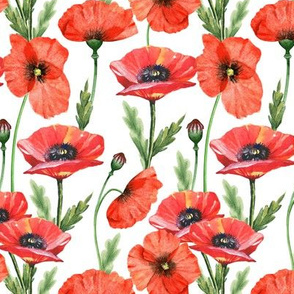 5” Pink And Red Poppies  - Hand drawn watercolor poppies on white - single layer