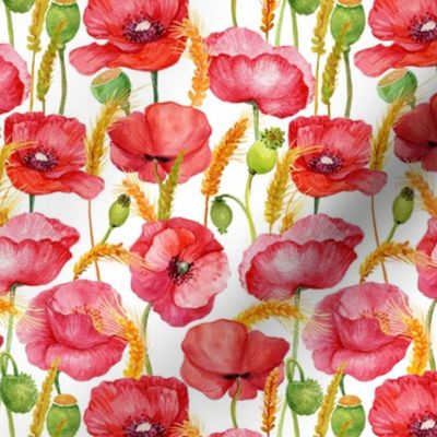 5" Pink And Red Poppies cornfield  - Hand drawn watercolor poppies on white - single layer