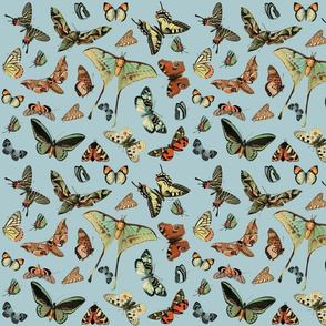 east fork butterflies 