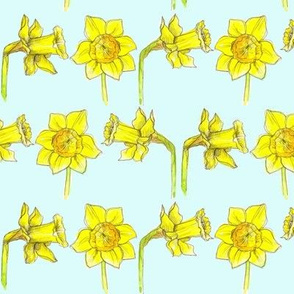 Daffodils on Turquoise