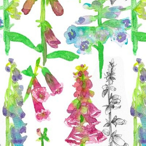 foxglove flowers