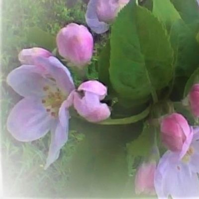 Apple Blossoms