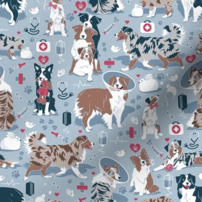 Small scale // VET medicine happy and healthy Aussie friends // pastel blue background red details navy blue white and brown Australian Shepherds dogs