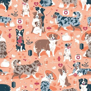Small scale // VET medicine happy and healthy Aussie friends // flesh coral background red details navy blue white and brown Australian Shepherds dogs