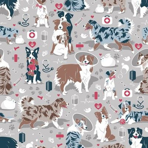 Small scale // VET medicine happy and healthy Aussie friends // grey background red details navy blue white and brown Australian Shepherds dogs