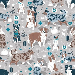 Small scale // VET medicine happy and healthy Aussie friends // grey background turquoise details navy blue white and brown Australian Shepherds dogs