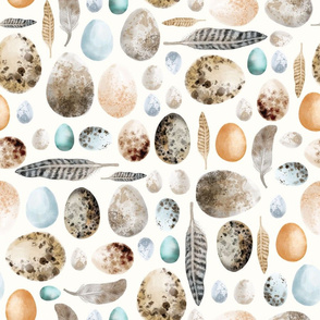 Birds Eggs and Feathers