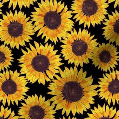 sunflower 8