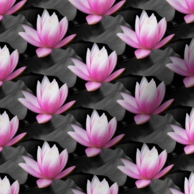 pink water lily - painting effect - small