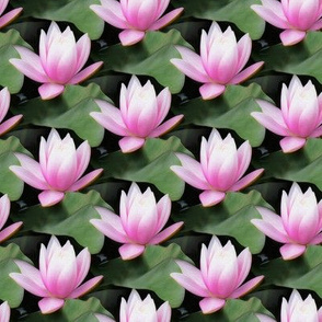 water lily - pink/green - painting effect - small