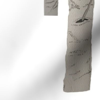 White Birch Forest Tree Trunks in Grey and White